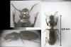Dyschirius tristis